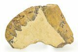 Eocene Lobster (Hoploparia) Fossil - England #351027-1